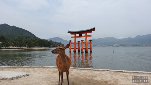 Deer in Miyajima, Torii Gate under Itsukushima Shrine
