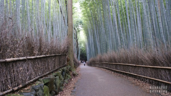 Ścieżka Bambusowa w Kioto