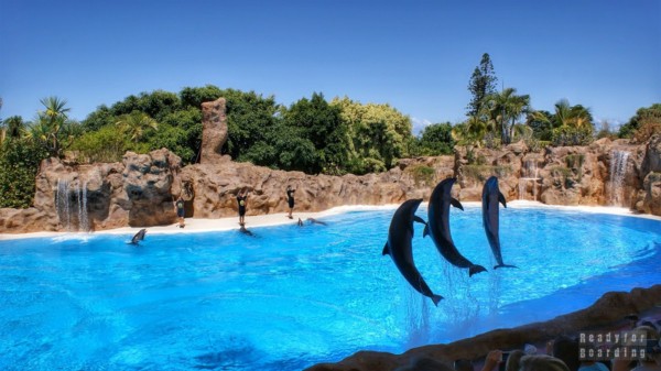 Teneryfa - Loro Park (pokaz z delfinami)