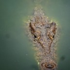 Kuba - Zatoka Świń: nareszcie nurkowanie i... krokodyle!