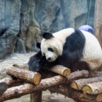 Panda w Zoo w Pekinie, Chiny
