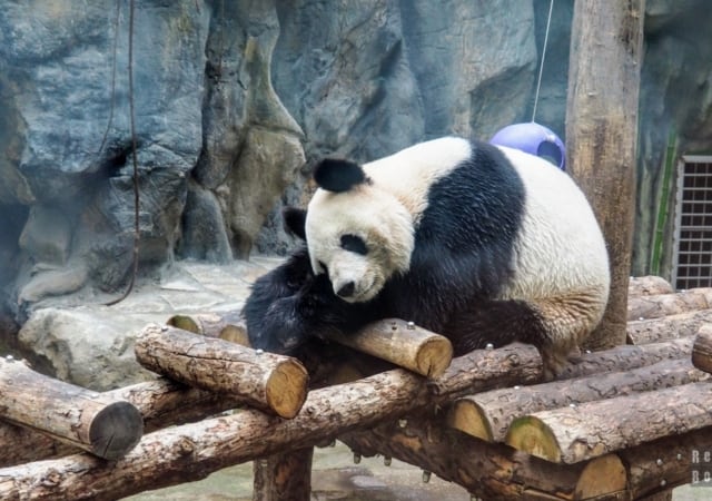 Panda w Zoo w Pekinie, Chiny