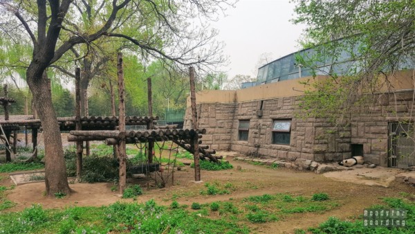 Great panda at the Beijing Zoo, China