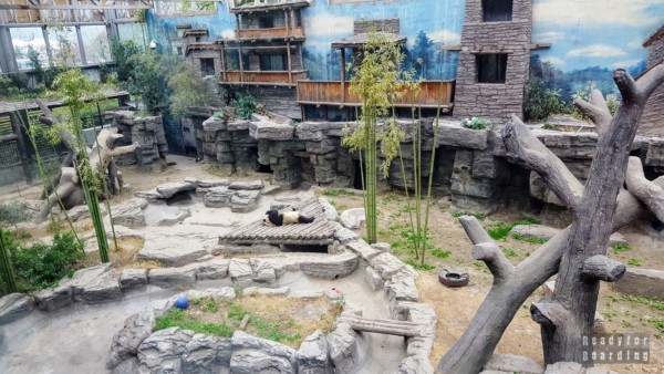 Great panda at the Beijing Zoo, China