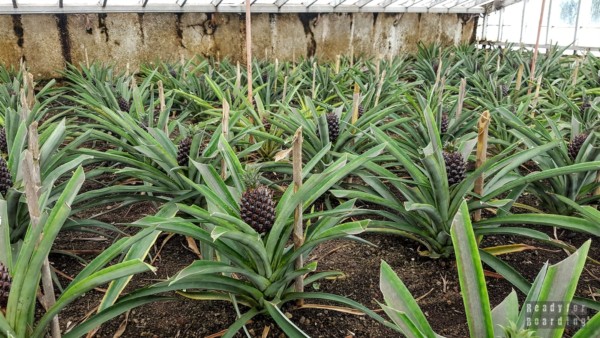 Augusto Arruda - plantacja ananasów na Azorach
