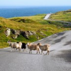 Wyspy Owcze - praktyczne podsumowanie wyjazdu na Faroje