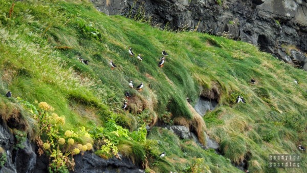 Puffins in Gjógv, Eysturoy - Faroe Islands