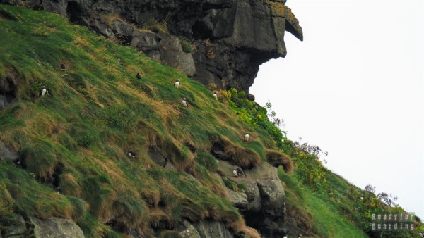 Puffins in Gjógv, Eysturoy - Faroe Islands