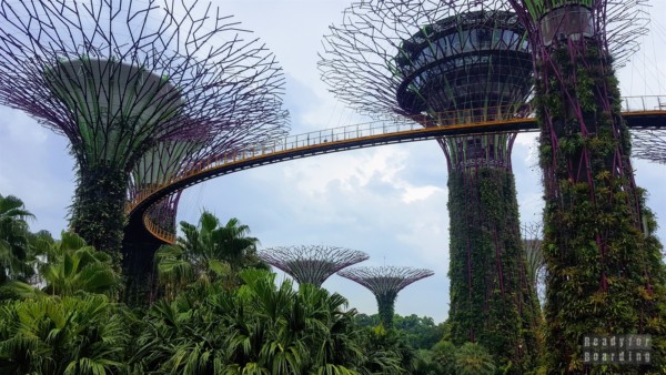 Supertree Grove, Gardens by the Bay - Singapore