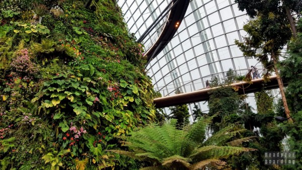 Cloud Forest, Gardens by the Bay - Singapore