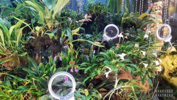 Cloud Forest, Gardens by the Bay - Singapur