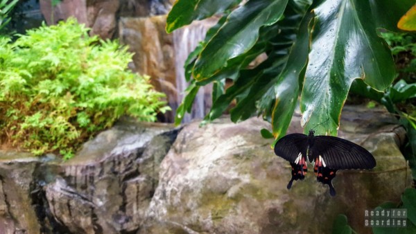 A garden with butterflies - Singapore-Changi Airport
