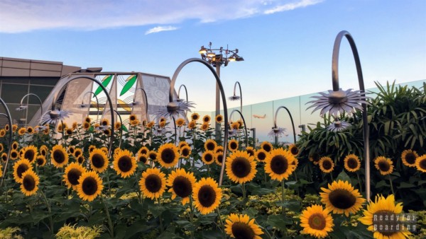 Ogród ze słonecznikami - lotnisko Singapur-Changi