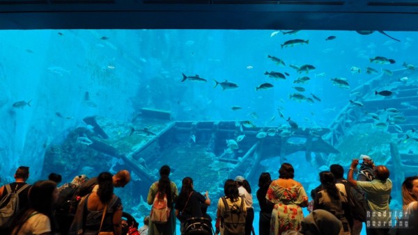 S.E.A. Aquarium - Sentosa, Singapur