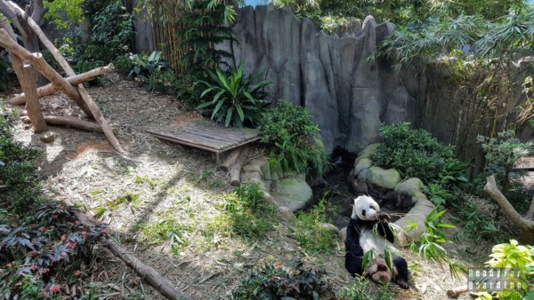 Panda w River Safari, Zoo Singapur