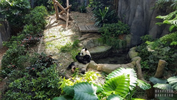Panda w River Safari, Zoo Singapur