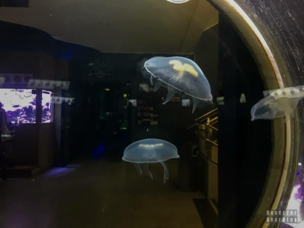Gdynia Aquarium - Gdynia