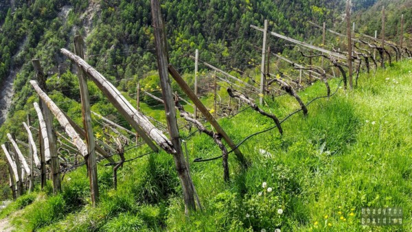 Roter Hahn - agritourism in South Tyrol