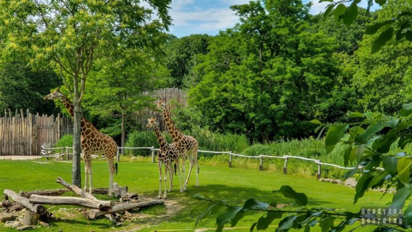 Zoo w Lipsku - Niemcy
