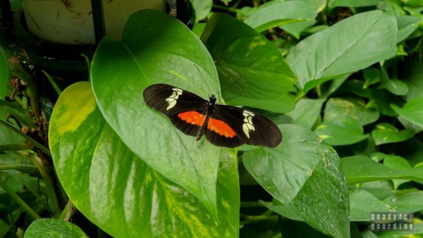 Butterfly House in Jonsdorf - Saxony, Germany