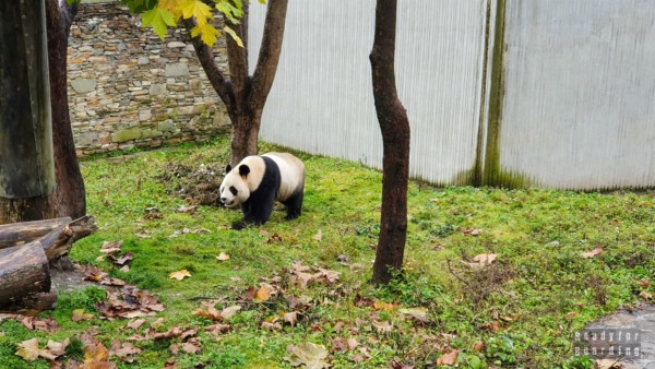 Wolong China Giant Panda Garden