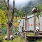 Pandy w Chinach, gdzie jechać? Opis 3 ośrodków + film
