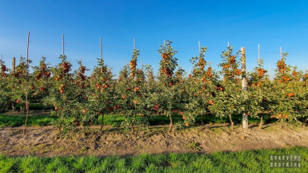 Apple Orchards - Sandomierz
