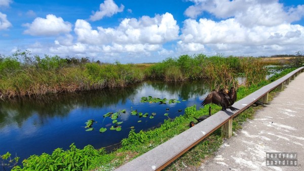 Everglades National Park, Floryda, USA