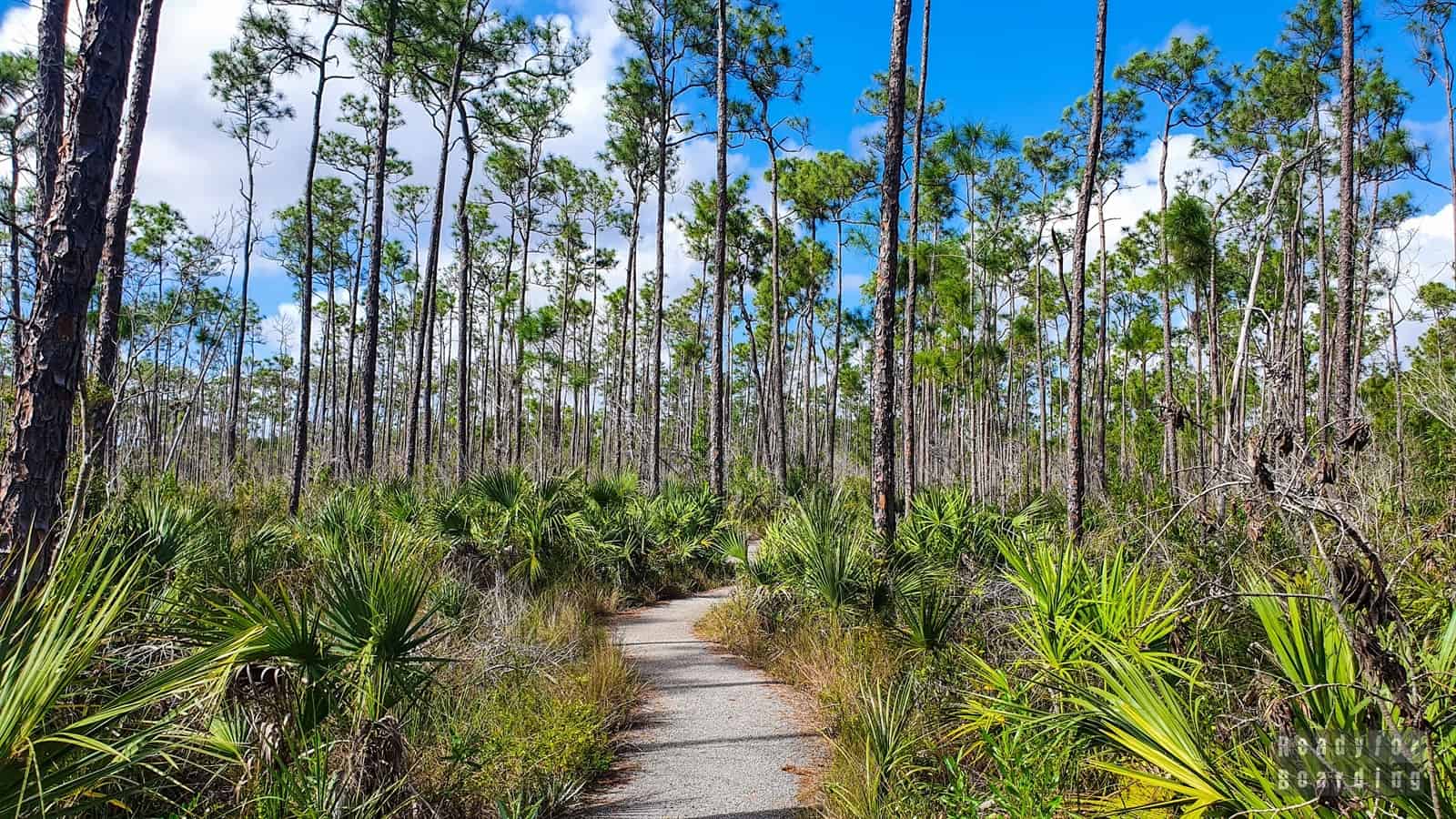 Everglades National Park, Floryda, USA