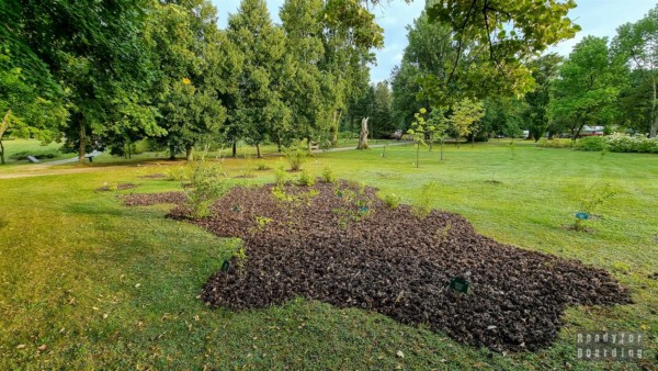 Arboretum w Wirtach - Kociewie